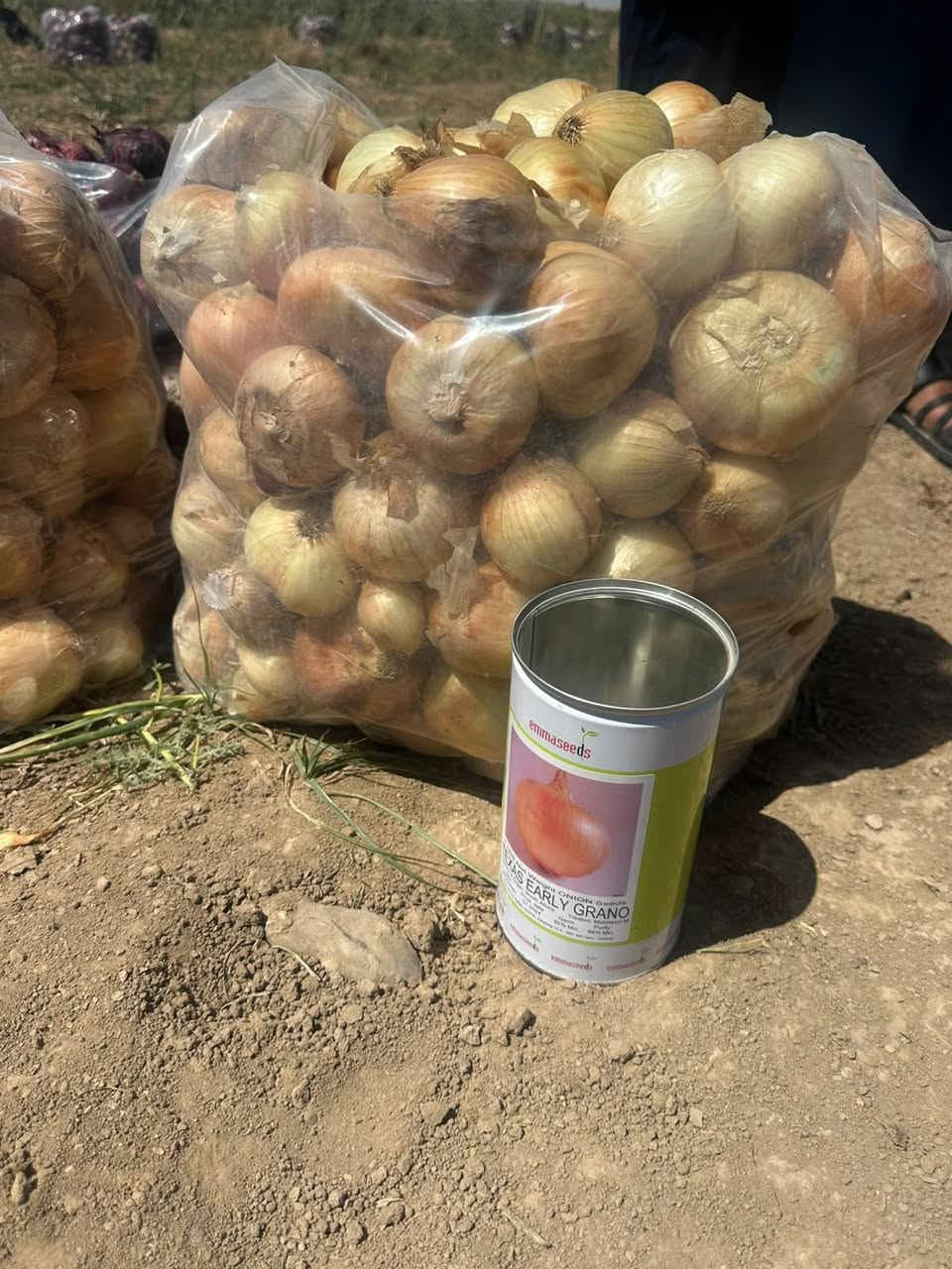 بذور بصل هولندي 
حجم مرغوب ولون


**إذا كنت صاحب هذا الإعلان وتريد حذفه لأي سبب، رجاءا أرسل رسالة إلى الدعم الفني**