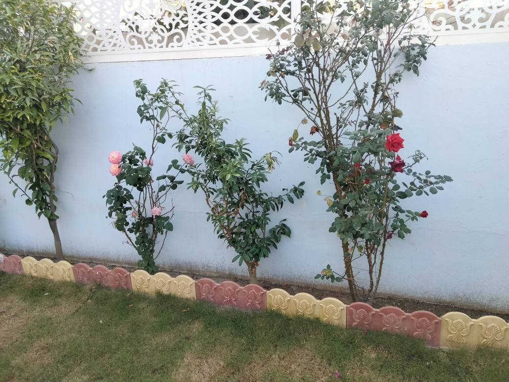 حديقجي في اربيل + تصميم وترتيب ديكورات 
زرع حدائق + أدامه شهريه+ زرع اشجار + تقليم الأشجار +قص ثيل 
تنظيف وترتيب الحدائق + قلب وتنظيف تربه ترتيب +
تبديل تربه + ترتيب سياج الحدائق بل الملون 
ترتيب اطارات الحدائق بل حصو الملون الاستفسار 

***********
