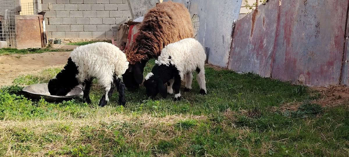 متاح نعجه ثالث بطن شرط وراه توم فطيمه وطلي خشنه حلوه سوده مال جنيه درجه أولى نصاح شرط علا كل عيب سعر 625مكان حديثه ***********وبي واتساب
