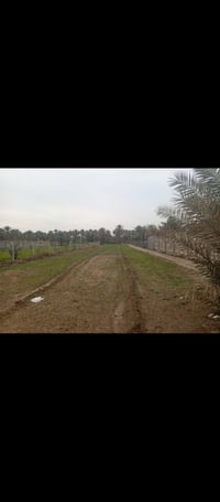 دونم ونص • سند ٢٥ • شارع ١٠٠
