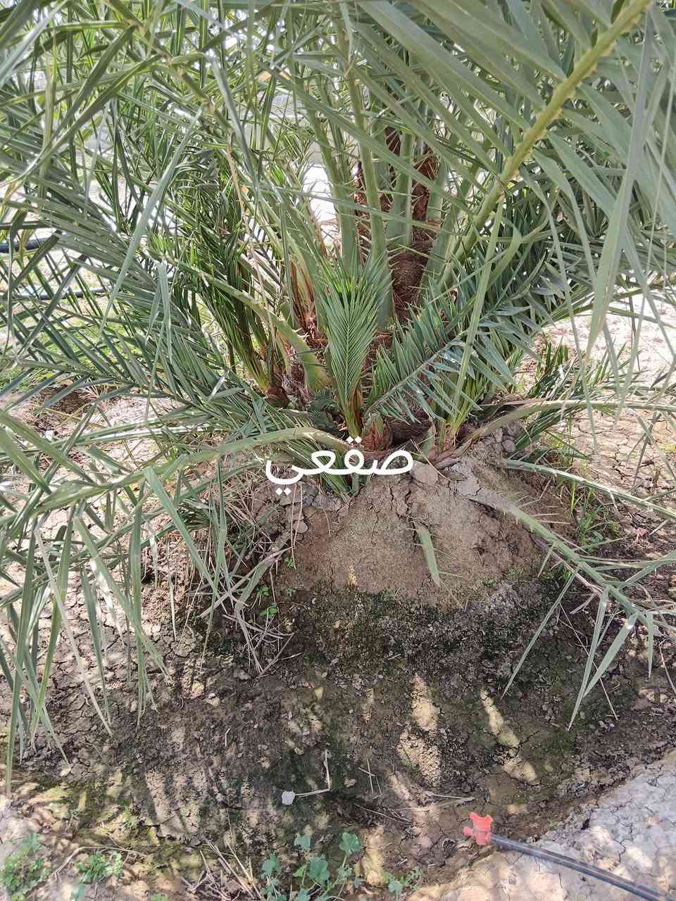 سلام عليكم خوان مزرعه كامله اول سنه نبدي بل شلاع
الاصناف
مجهول
صقعي
اخلاص
برحي 
عجوه
قرنفلي
فحل غنامي ضمان الصنف وضمان الي تريده انته ولقلع بحضور المشتري شراي اتصل واني خادم رمش اني اخابرك
***********المكان واسط واسط واسط كوت
