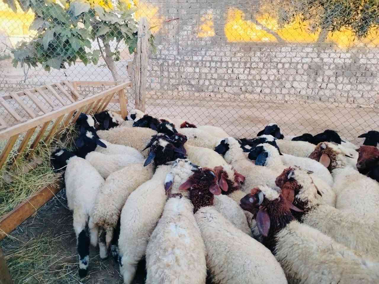 { مملكه ابو فرج للاغنام البرقي} 
بسم الله ما شاء الله..
🐏 متاح للبيع عدد 37 رأس ذكور برقي حر ✅ فيهم 7 نُوتي 📌 الأعمار: 4 إلى 5 شهور 🌾 تربية ممتازة وجاهزة للتسمين.
💰 السعر مميز جدًا ومنافس للمربين والتجار.
📍العنوان: الإسكندرية – العامرية – كينج مريوط
📞 للتواصل والاستفسار: 
( عمده ابو فرج العزومي ) 
01108356125 
           01205209440
 
مملكه ابو فرج للاغنام البرقي 
خبرة وجودة في تربية الأغنام البرقي.


**إذا كنت صاحب هذا الإعلان وتريد حذفه لأي سبب، رجاءا أرسل رسالة إلى الدعم الفني**