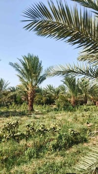 طابوك • ٢٠٠م • بستان ٦٠نخلة