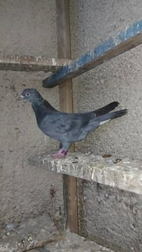 بغداد الشماعية • مطاير • وبيها مجال