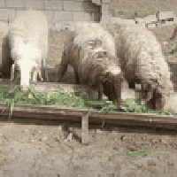 افلام الصلاه على محمد وال محمد متاح حلال للبيع العدد 7 حلال درجه اولى ...