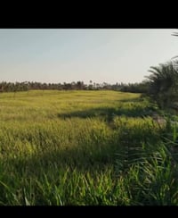 ارض زراعيه • ١٠٠ دونم • حله بزل