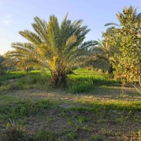 الناصرية • بستان نخيل • شاطئ