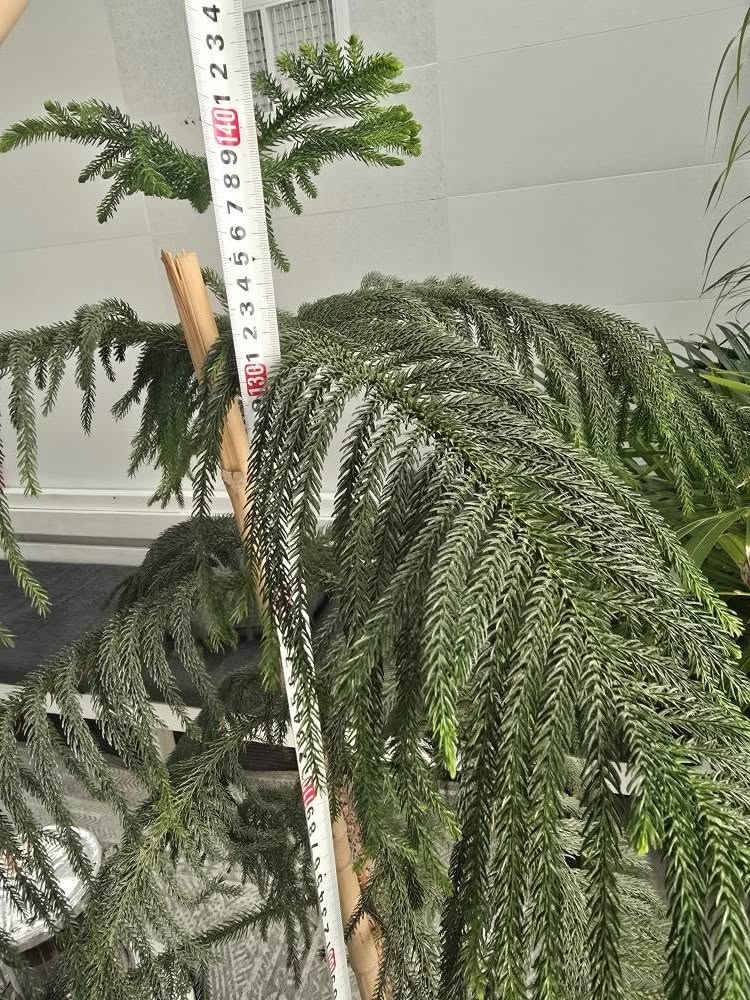 دار عیدمیلاد  نزیکەی  ١٤٠ سم   نرخی ٣٠ هەزار هەولێر أربيل, العراق


**إذا كنت صاحب هذا الإعلان وتريد حذفه لأي سبب، رجاءا أرسل رسالة إلى الدعم الفني**