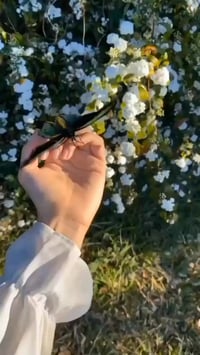 بتونيا صحراوي • نبات • زينة حديقة