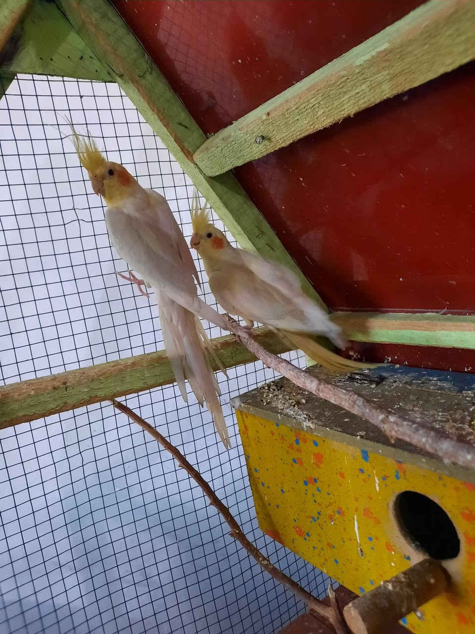 طيره وفحل كوكتيل شكري عين حمره إنتاج عراقي مضمونات من بيض مكاني الصويره قرب فلكه حي الزهور *********** علق تم يوصلك سعرهن
