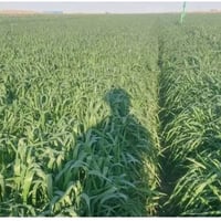 قانون ٣٥ باسمي • ٣٥٠ دونم • ديوانيه