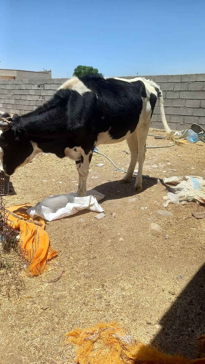 سلام عليكم
للبيع بچر جنس درجه  اولى خشانه فول مبدله سنين العنوان العلم الدبسه الخاص مفتوح من يرغب بالشراء يتص
ع *********** 
ع *********** 
يوجد  واتساب
