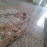 بلبل أليف • أبيض الخدين • بيه مجال