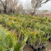 نخل واشنطنيا • سندان ٢٤-٢١ • توصيل بغداد