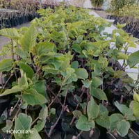 تين كاتوتا الإيطالي • غزير الإنتاج • مشتل الخالديه