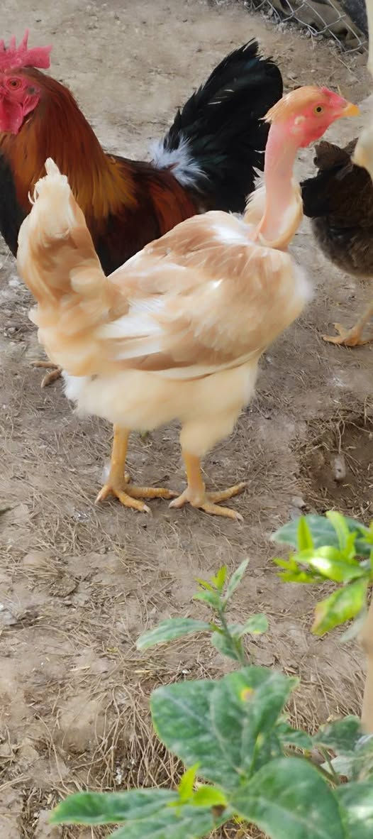 يا الله اللهم صلي على محمد
متاح عليبيات 5 او ديج بياضات صحة خير من الله 
الزوج ب35 قفل شلع ما افرد لاتراسلني وحدة ثنين 
 الي ايريدهن عنواني ديالى المقدادية جسر مهروت


**إذا كنت صاحب هذا الإعلان وتريد حذفه لأي سبب، رجاءا أرسل رسالة إلى الدعم الفني**