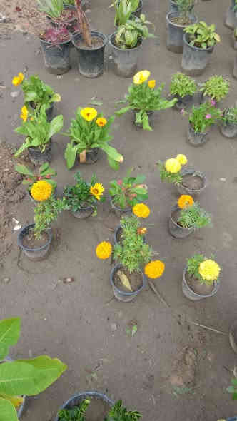 توفرت لدينا الشتلات التالية 
عنوان المشتل مشروع 9 نيسان قرب بيت كلاي 
للاستفسار الاتصال على الرقم 
*********** المهندس أكرم المسعودي 

لدينا خدمة توصيل
