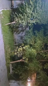 بانميل • ٢٥٠م • حديقة