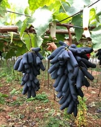 عنب الياقوت الأسود • شتلات • بابل/محاويل