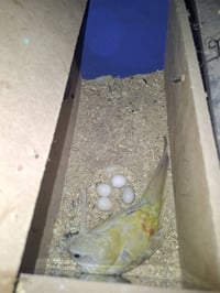 زوج ابراكيت • مضمون النتاج • المسيب