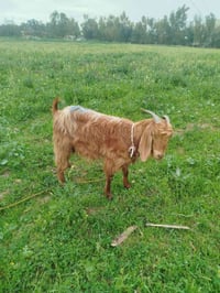 2 بزنو کاریك  فرۆشتن جوانن  ساغو تە ندروست  07736970232