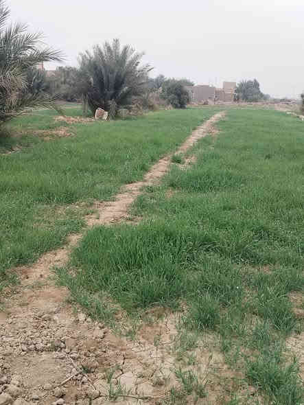 االلبيع كاع اكثر من ثنين دونم
ارض ز راعيه مثل ماواضح بلصوره 
تحتوي ع بريمه وماطور وكهربا
 عقد زراعي سند 35 بسمنه
عنوان دوانيه حمزه الشرقي منتطقت الجعفريه 
***********
