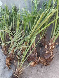 يوجد تمر وفسائل شويثي  #الفسيله وي شلعهه والشتل تصير ب10الاف  #التمر ا...