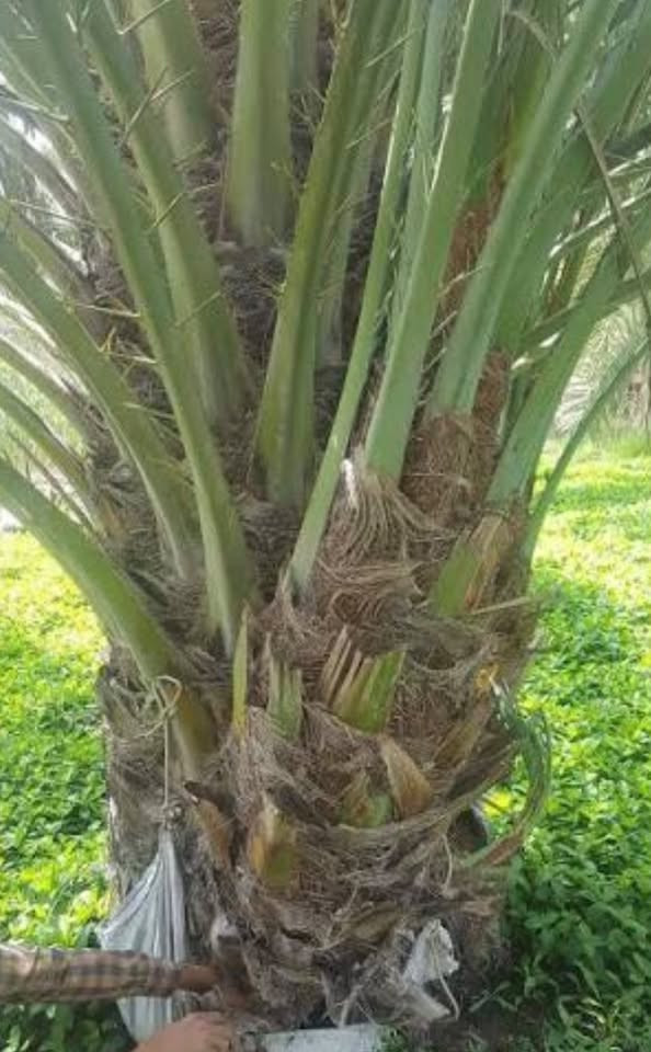 إسلام عليكم الى عشاق النخيل البرحي 🌴بفضل لله توفر الدينا ((النخيل البرحي الحر))والنخيل البرحي النسيجي ب انسب السعار او أسعار خيالية مع توصل كافة أنحاء كربلاء المقدسة مع ضمانات الي يرتاحلها الفلاح 
الرقم اوالستفسار ***********وتساب
