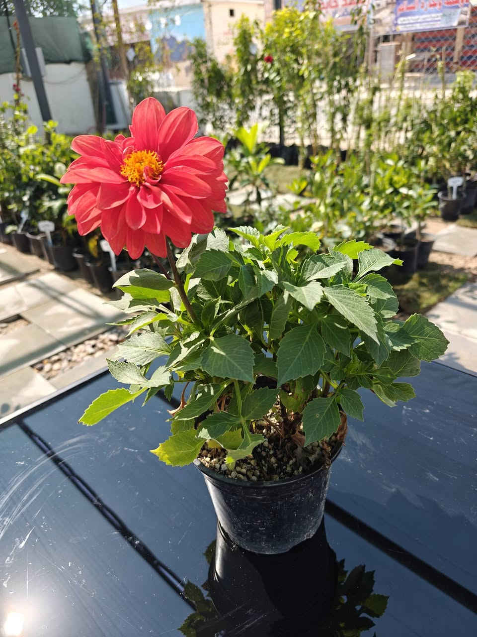 مجموعة من الزهور المميزة في مشتلنا🌸 

زورونا في فروعنا 
📍الفلوجة - شارع 40 - مقابل سنتر ملامح
  الفلوجة - السوق العصري 
✔️ خدمة توصيل إلى كافة المحافظات 🚚
***********

#نباتات #نباتات_منزلية #نباتات_طبيعيه #نباتات_ظل⁩
