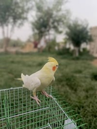 كوكتيل أليف • سعر خاص • بيش