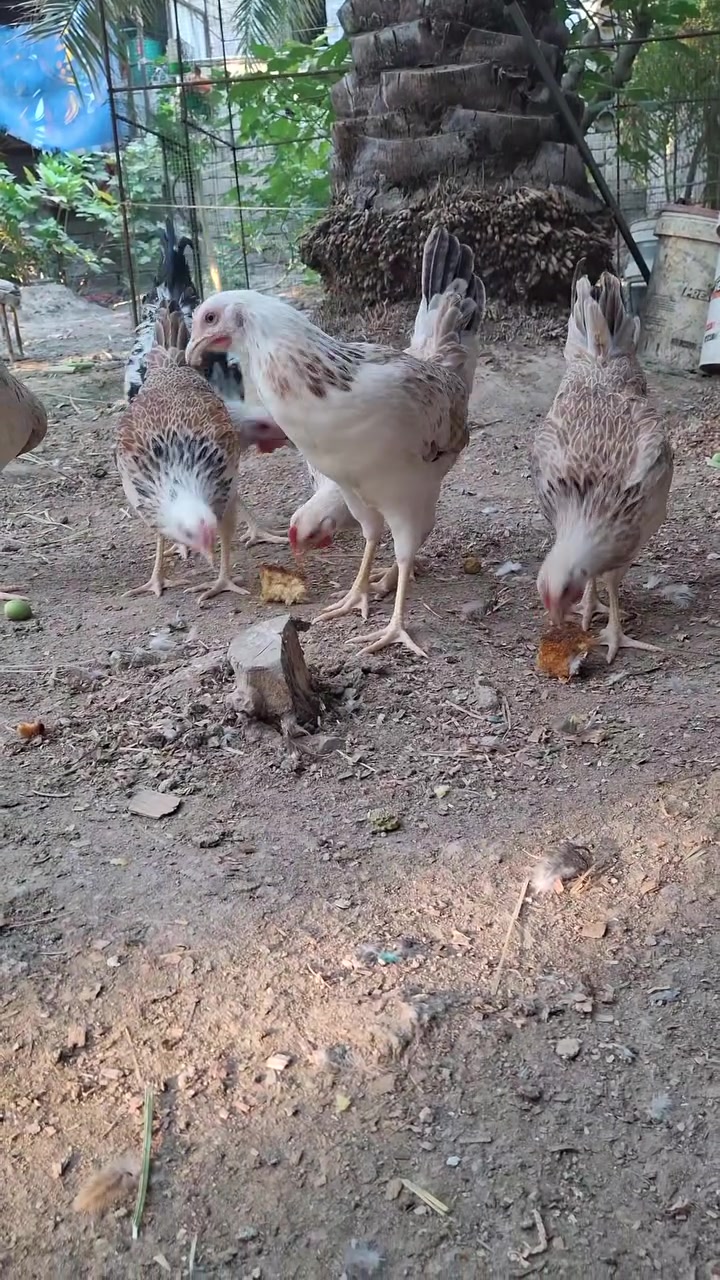 متاح أفراخ دجاج [دندراوي] بصحة ممتازة! 🐣
​العمر: [15 يوم. ]
​الحالة: نشيطة، وملقح ،وجاهزة للتربية.
​الموقع: [البصره القرنه الشرش ]
​الكمية محدودة، سارع بالحجز قبل نفاد الكمية!
للتواصل والاستفسار: [***********] 📞

