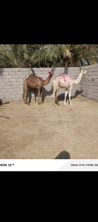 ابكار • سنتين • سماوه
