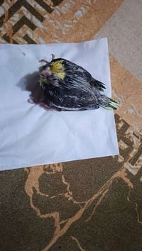 فرخ كوكتيل • بصحة جيدة
