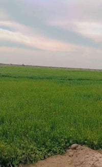 أرض زراعية طابو • ٧٠ دونم • الدوانيه الشافعية