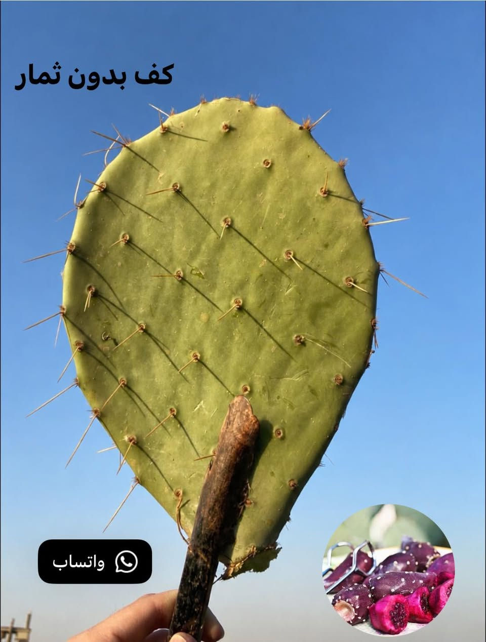 🌵 يوجد لدينا كفوف التين الشوكي العراقي 🇮🇶الأحمر 🌵🔴

✅ كف مثمر:4,000 دينار
(بدون سندانة)

✅ كف بدون ثمار:3,000دينار
(بدون سندانة)

❗️كمية محدودة ❗️

🚚 التوصيل إلى جميع محافظات العراق: 4,000 دينار🛑 فقط 🚚

🌵 Prickly Pear - التين الشوكي 🌵


**إذا كنت صاحب هذا الإعلان وتريد حذفه لأي سبب، رجاءا أرسل رسالة إلى الدعم الفني**