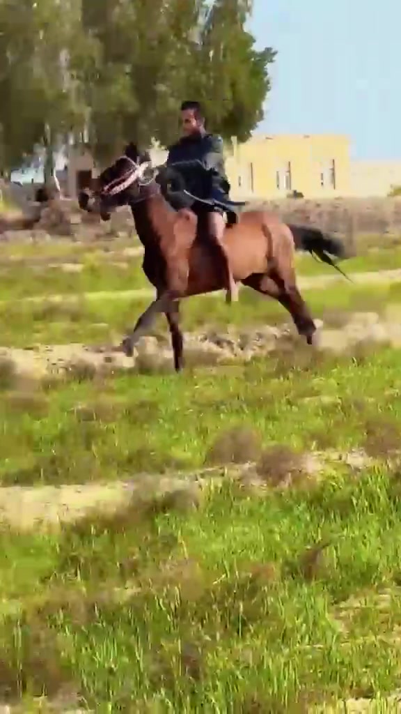 يا الله سلام عليكم خيالتنه العزاز حصان عربي البيع رتفاع 150 عمره 3 سنوات الحصان صاغ سلم المكان الحمزه الغربي سعر600 بي مجال توصيل الجميع المحفضات حسب النتفاق*********** يوجد واتساب
