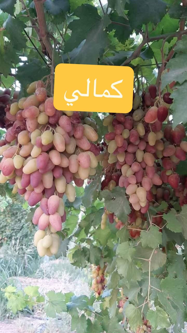 لاصحاب المزارع والمشاتل....
بفضل الله يتوفر  اقلام عنب 
1_حلواني
2_كمالي
3_فرنسي
4_اسود بلد 
5_كشمشي

1000قلم بسعر 65الف

750قلم بسعر 55الف
500قلم بسعر45الف
300قلم بسعر 30الف
200قلم بسعر 25الف
100قلم بسعر 15الف

الاقلام توصلك جاهزه او كل صنف مكتوب اسمه عليه  كله الاصناف مضمونه من بساتينه بصلاح الدين الدجيل
  
 بوجد توصيل لجميع المحافظات 6الاف  الحجز على الخاص


**إذا كنت صاحب هذا الإعلان وتريد حذفه لأي سبب، رجاءا أرسل رسالة إلى الدعم الفني**