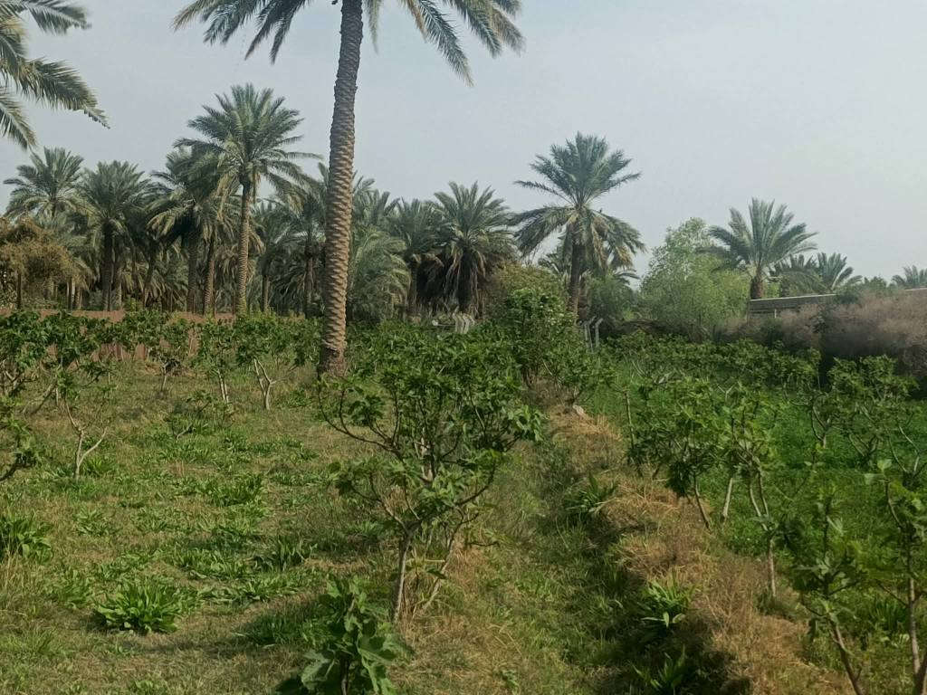 دونم عله طريق السنيه قرب معمل البان عله وجهه الزوار تبعد عن شارع عام 150م للاستفسار عله *********** ديوانية, القادسية
