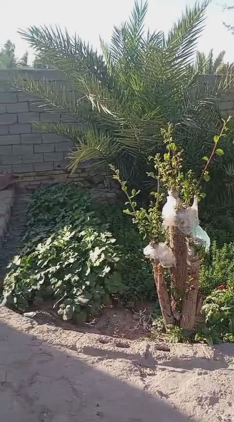 السلام عليكم ورحمة الله وبركاته
بيت طابو زراعي في قرية كاظم الجاسم مساحة البيت 250متر فيه ثلاث غرف وصاله كبيره ومجمع صحيات داخلي وخارجي ومضيف بناء بلوك واساس طابوگ سكف عكاده مطبك ارضيه بورسلاين بيت جاهز لسكن
للاستفسار مراسلت الرقم ***********
