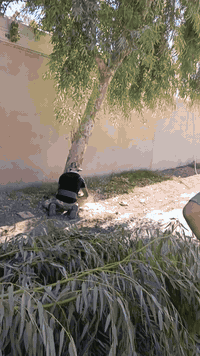 السلام عليكم اشتقل جميع الحدائق والبساتين  وتنظيف الحدائق من الدغل وتقليم الأشجار وزرع الشتل وقص الحدائق بل مكينه عل نمره وحدة وقص الأشجار الكبار  كادر متميز وسريع إتصل رقم الهاتف***********
