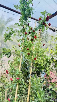 حمضيات • ورد متسلق • زيتون