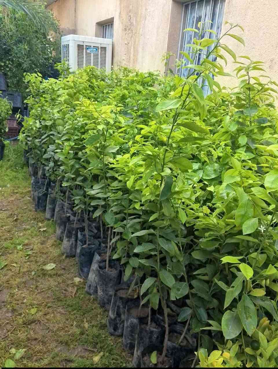 متوفر انواع الحمضيات ولنفضيات وبنسب السعار ***********
