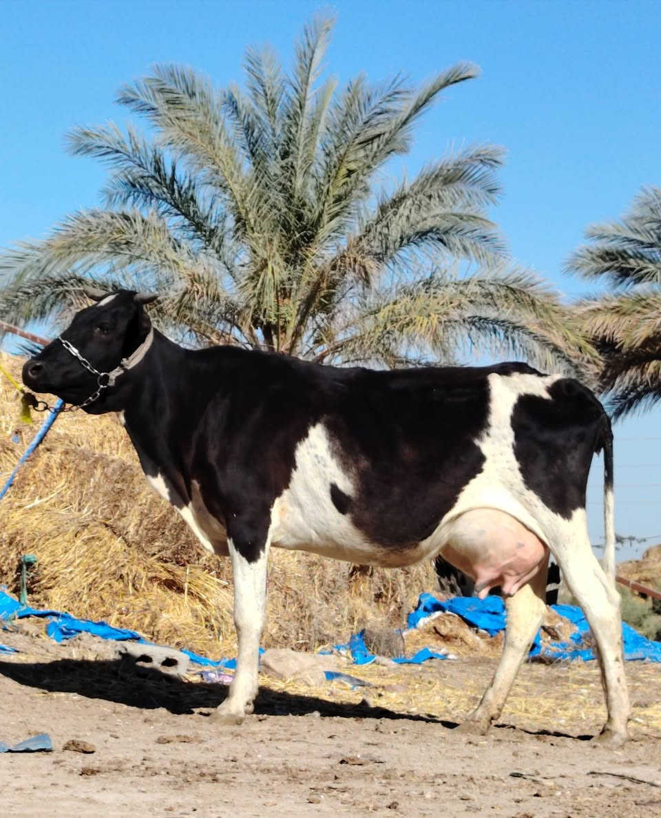 يا الله دابه لبيع فريزية بلاديه أم ثاني بطن وراها بجر فريزية زراعية صاحبت ماعون وشطر تحلب وكتين مالت جناي مينه لطفل يحلبهه مالت عايله شرط لحليب ودسامه حلوه شرط لجني مشروطه كافه شروط لجني لسعر 2600 لمكان بابل شوملي لسفسار ***********,///***********
