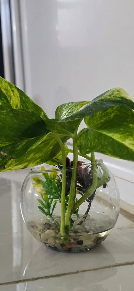 دورق زجاج مع نبات اللبلاب ضلي دائمي متسلق
السعر 2 ب5000
توجد خدمة توصيل بالف


**إذا كنت صاحب هذا الإعلان وتريد حذفه لأي سبب، رجاءا أرسل رسالة إلى الدعم الفني**