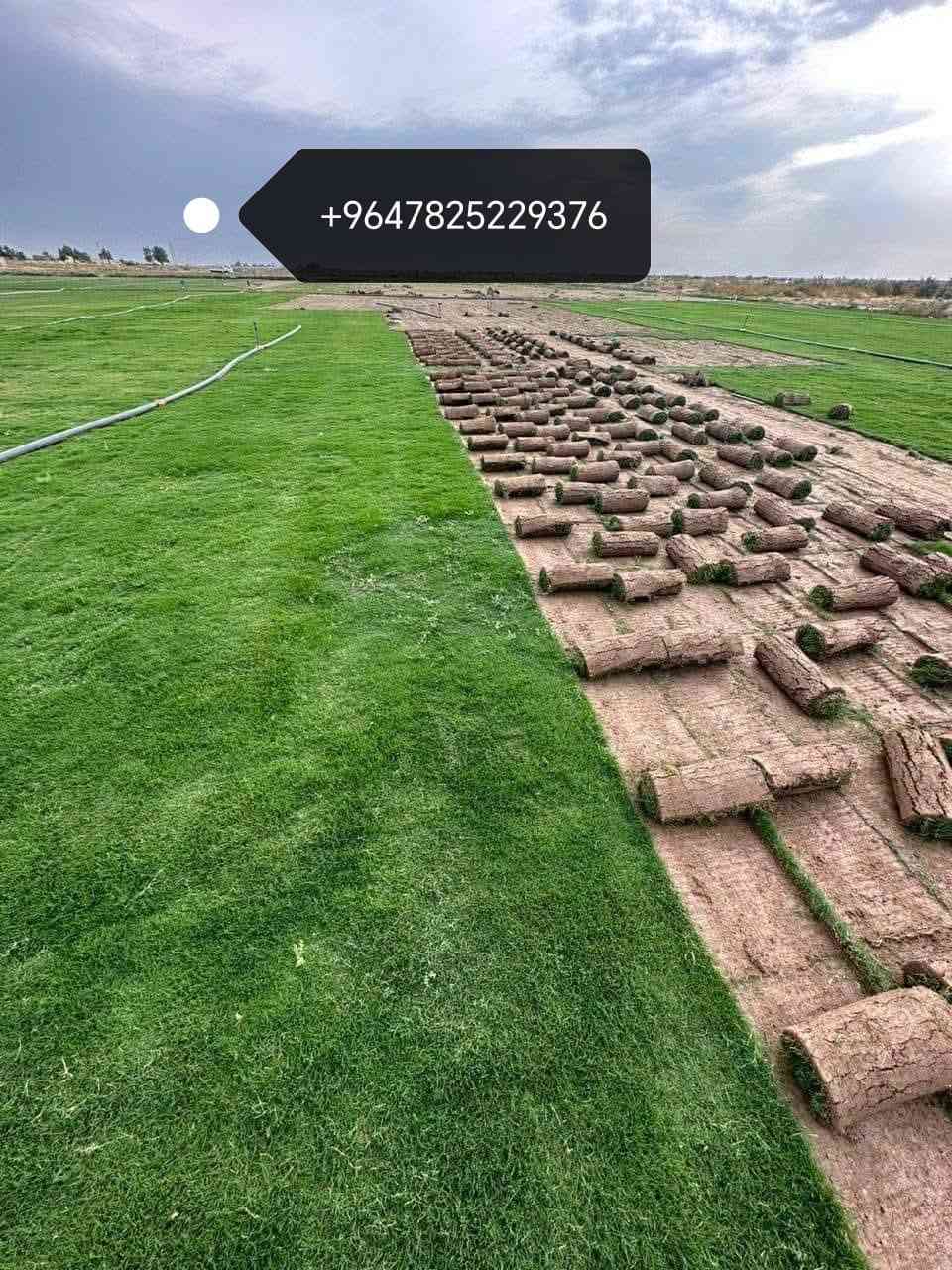 مزارع  الشمال للثيل الطبيعي 🍀
متوفر كافة انواع الثيل 🍀
( امريكي - الهندي - الايطالي - الفرنسي )
لتجهيز... مشاتل🌴
والدوائر حكوميه🏦
منازل🏡 
منتزهات🏄
موجود خدمة توصيل 🚕
لكل محافظات العراق 🚕
للطلب يرجى التواصل مع الصفحة او مراسلة واتساب او الاتصال على :
***********
