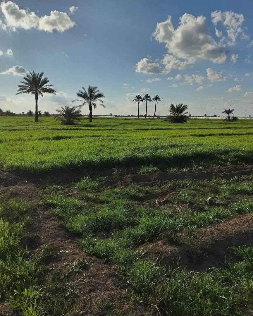 ليش لازم تشتري عقار بمنطقة الشيخ عامر يم  مرقد بنات الحسن وذراع دجله  💵🥇اول ميزه بيها عليها اكثر من مدخل🛣 (من جسر سبع البور ومن جسر الرعود ومن سريع التاجي سامراء )🏗🏡🥈ثاني ميزه والي هي مهمة  كلش (ظمان حق المشتري ما تدفع فلوسك لحد ما تفتح  بيان  بالتسجيل العقاري)على شارع تبليط🚦متوفر ماء وكهرباء وخدمات كاملة🛣تريد تسويها مزرعة او استثمار 💰(واجهة الدونم الواحد 50 متر مربع )الأسعار تبدأ من 7 مليون وتوصل  65 سعر الدونم الواحد حسب الموقع  للاستفسار اكثر /***********
