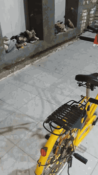 بايسكل أصفر • مقاس ٢٦ • موديل ٢٠٢٤