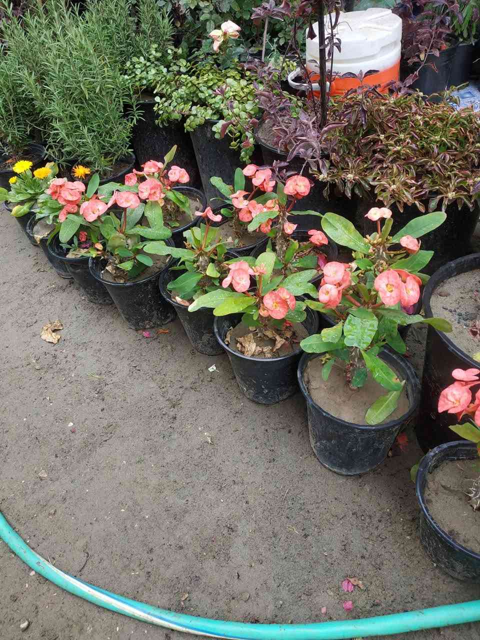 يتوفر شتلات حلوات بأسعار مناسبة...
ورد جوري عراقي، ،جهنمي لون وردي ولون حني ولون ابيض،، أكاسيا مصرية ارتفاع متر تقريبا،، دمعة طفل،، انتران،، دم العاشق، لفيرا،، جلد النمر خارجي،، بتونيا قزمي لون وردي ، كرن الغزال،، شوكة المسيح لون احمر،، عين البزون لون ابيض ولون بنفسجي، العنوان ابي غرق مقابل البلدية عبر البزل خلف الحسينية أو خلف المولده للتواصل ***********
