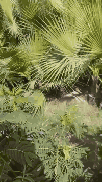 السلام عليكم 
تشكيلة شتلات واشجار مختلفه
البيع جملة فقط 
***********
