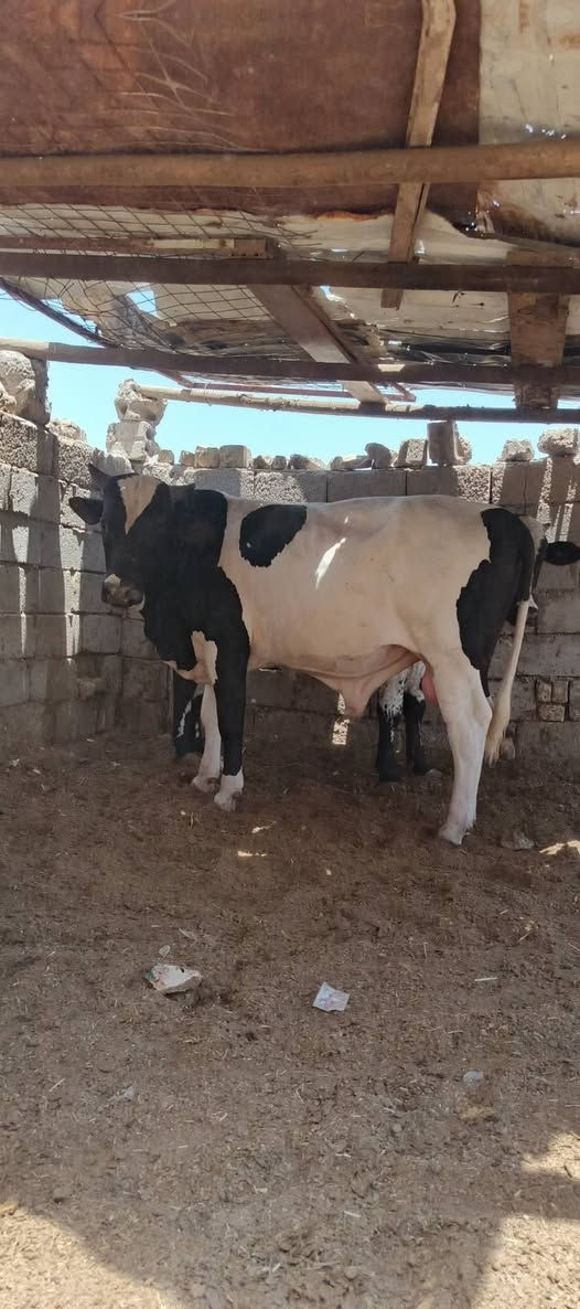 عندي عجول  وبجر مال ذبح للبيع اتصل ***********
